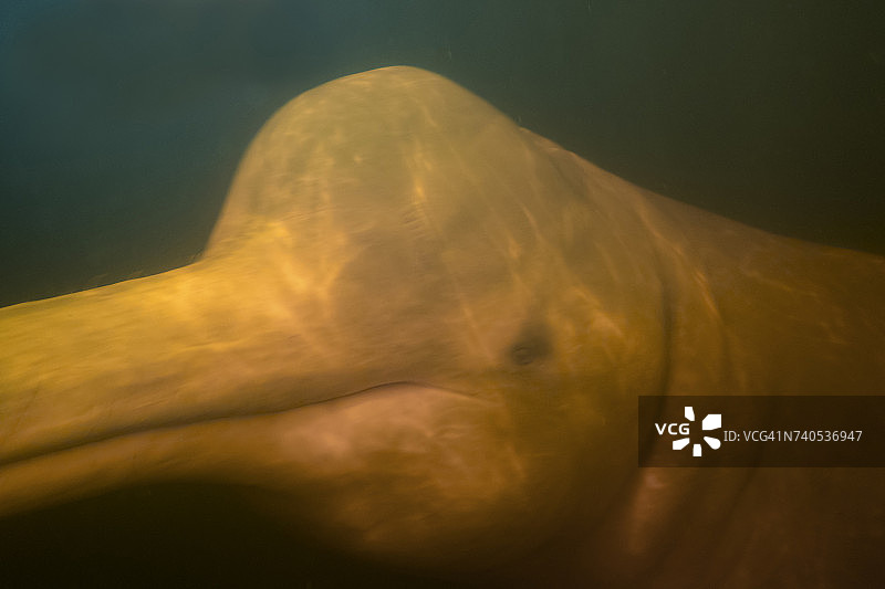 巴西亚马逊内格罗河粉色河豚水下拍摄图片素材