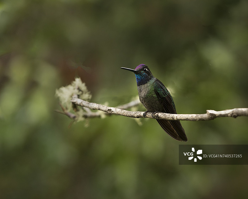 科斯达黎加，栖息在树枝上的蜂鸟图片素材
