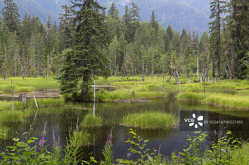 美国阿拉斯加州通加斯国家森林背景下的池塘图片素材