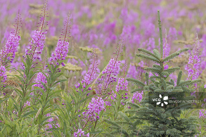 美国阿拉斯加州瓦尔迪兹的云杉和柳兰图片素材