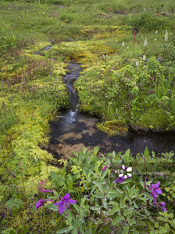 美国阿拉斯加上柳溪的绿色田野与溪流图片素材