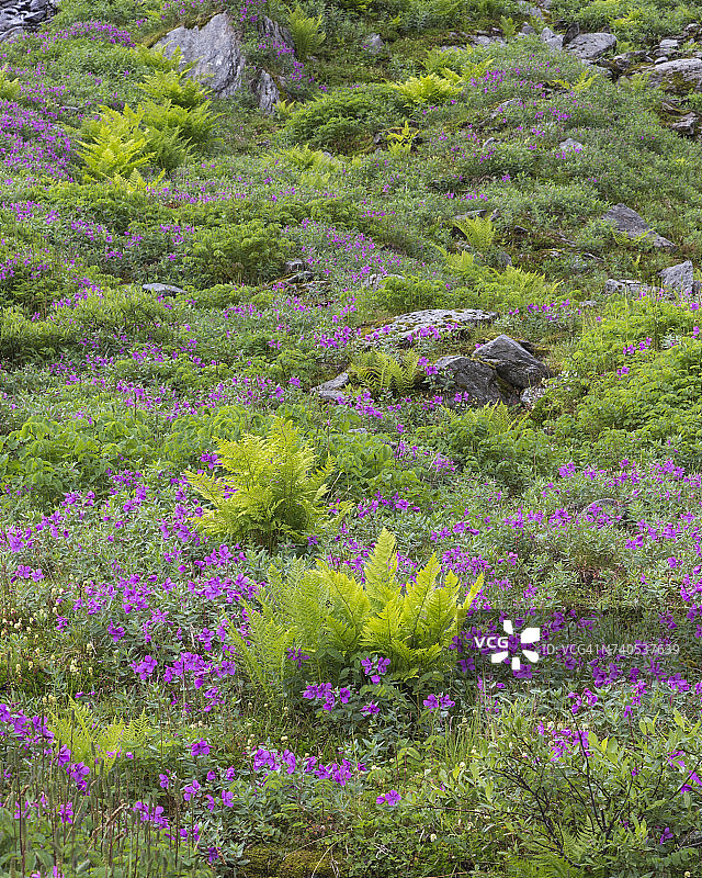 美国阿拉斯加州塔尔基特纳山脉的蕨类植物和鲜花草地图片素材