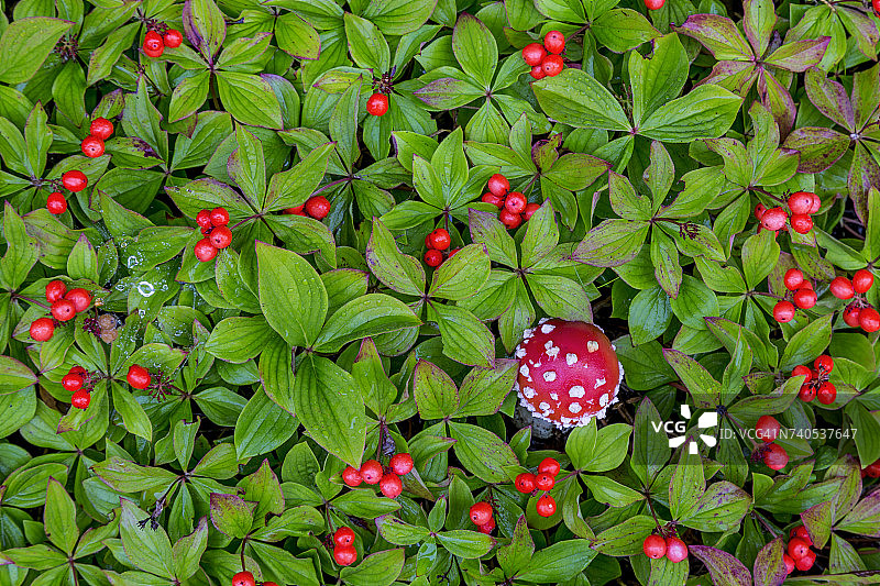 美国阿拉斯加州南希湖州立游乐区，毒蝇伞和加拿大ুন草叶图片素材