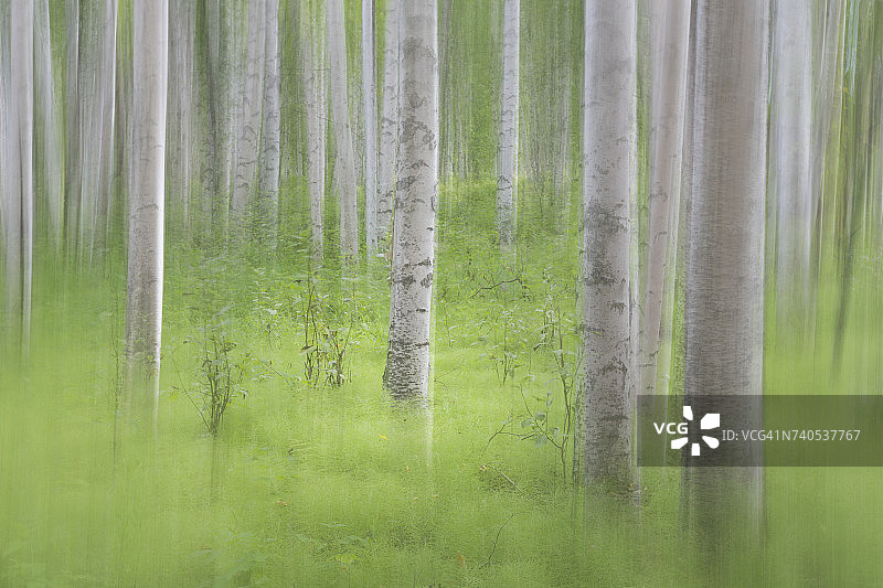 美国阿拉斯加的失焦纸桦树图片素材