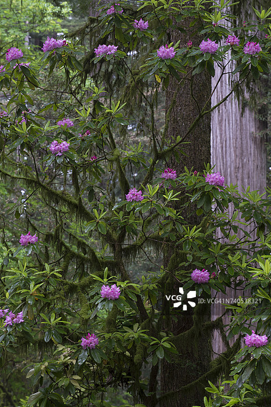 加州红木国家公园的杜鹃花（大叶杜鹃）和红杉树，美国图片素材