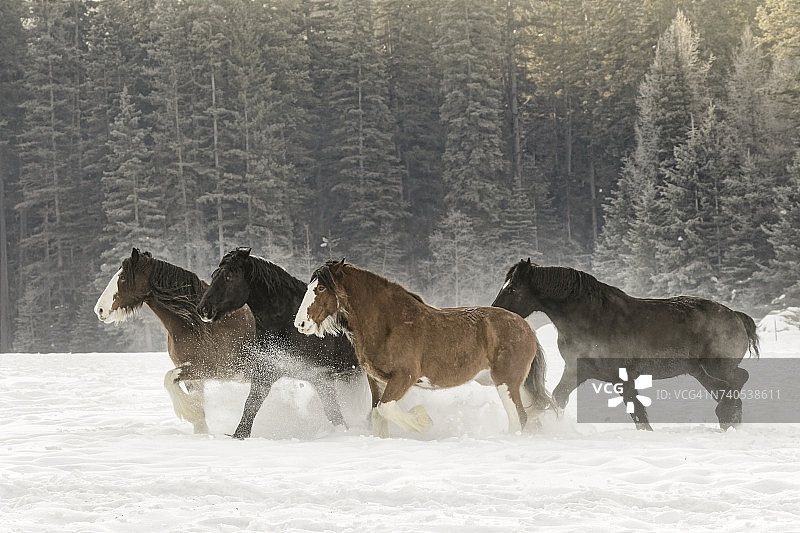 在蒙大拿州卡利斯佩尔的雪地里奔跑的比利时马（Equus ferus caballus），美国图片素材