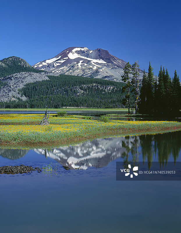 美国俄勒冈州德舒特斯国家森林公园斯帕克斯湖岛上的叶状山金车花朵图片素材