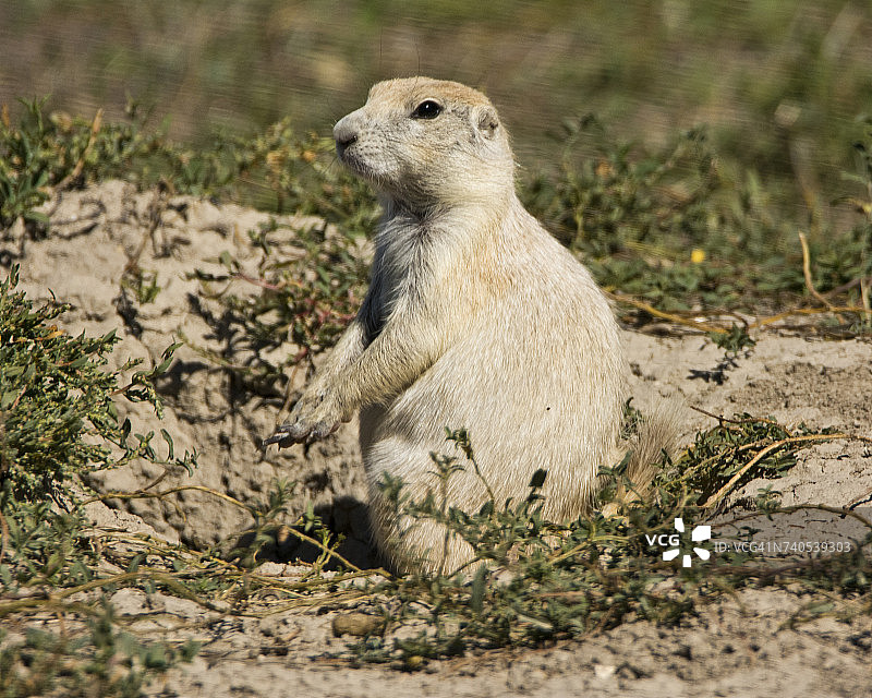 美国南达科他州草原上的白尾草原犬鼠图片素材