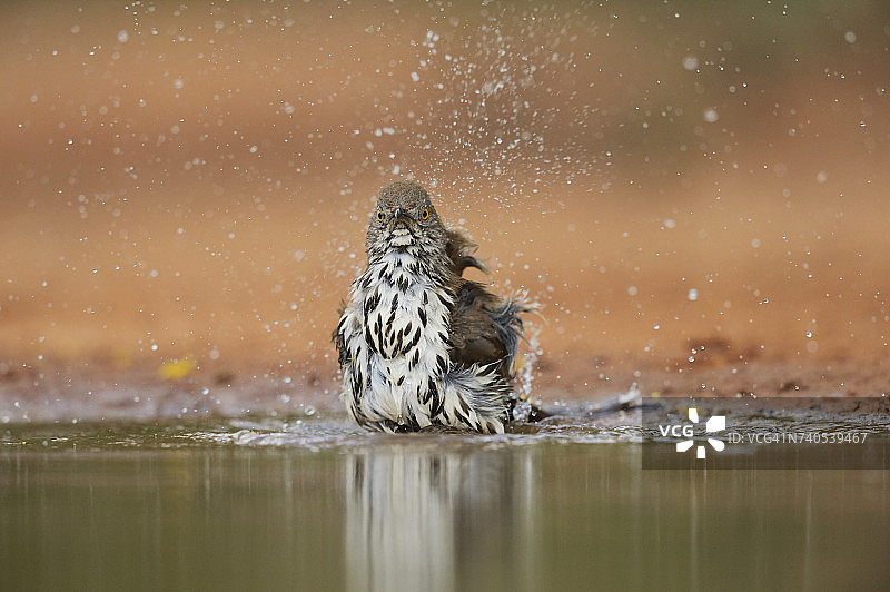 长嘴嘲鸫在美国南德克萨斯州格兰德河谷的池塘中沐浴图片素材