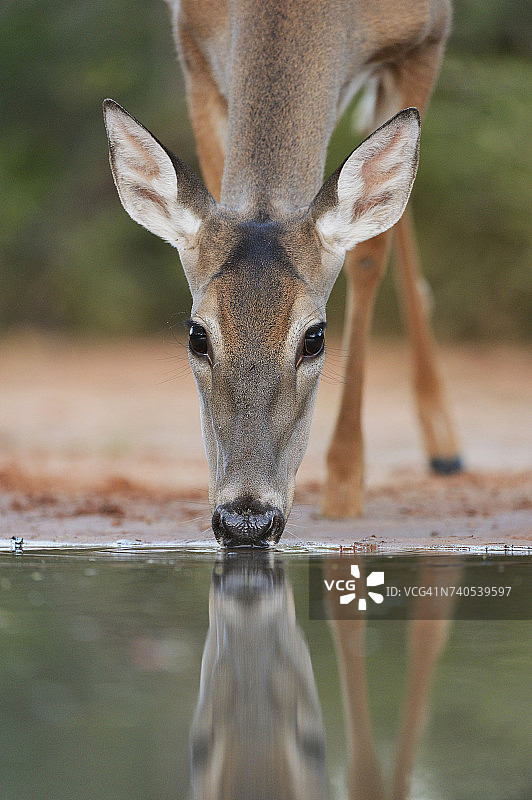 在池塘边饮水的警惕的白尾鹿图片素材