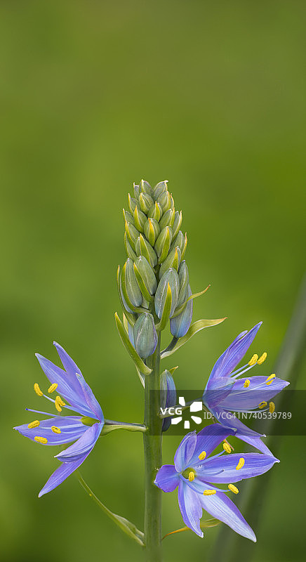 美国华盛顿州盛开的卡马斯贝母特写图片素材