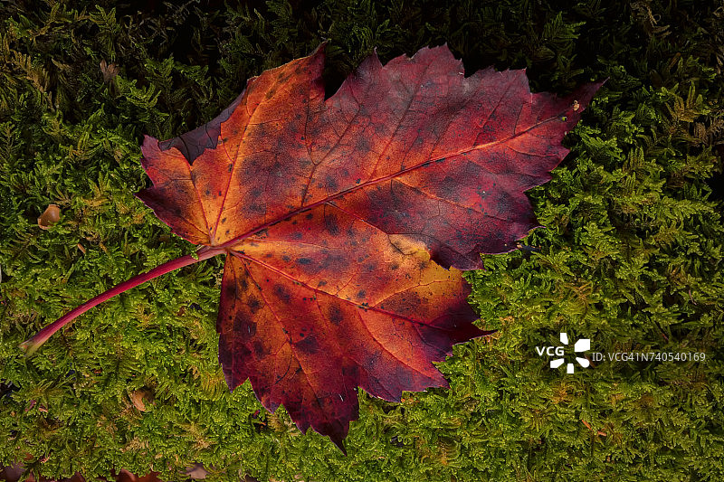 美国西弗吉尼亚州黑水瀑布州立公园苔藓上的枫叶特写图片素材