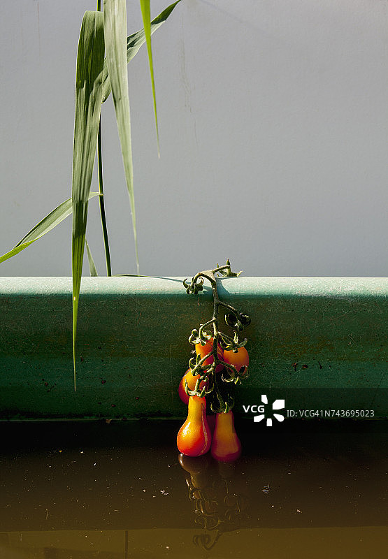 梨形番茄悬挂在墙边的脏水上图片素材