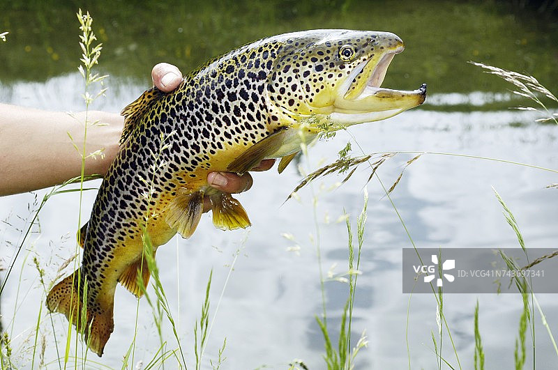 手持奥地利褐鳟，池塘前图片素材