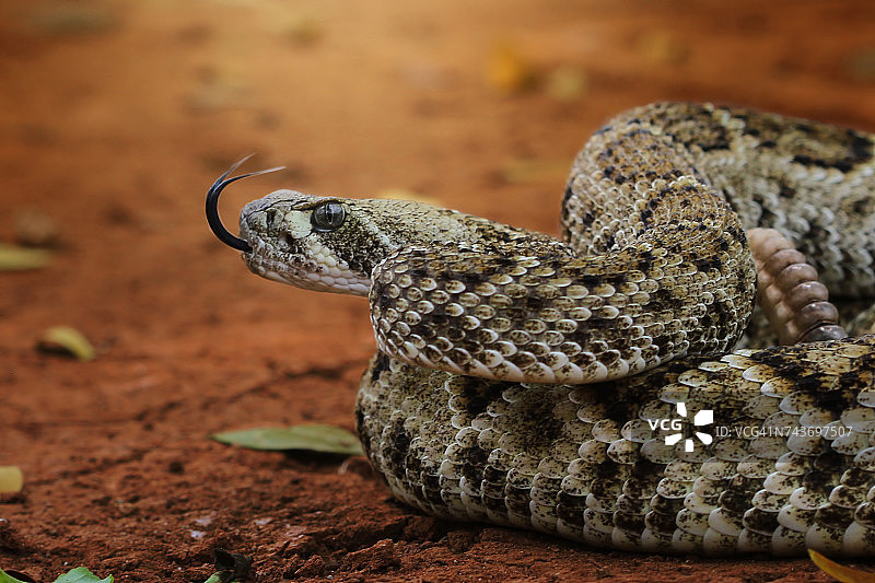 菱斑响尾蛇特写，美国图片素材