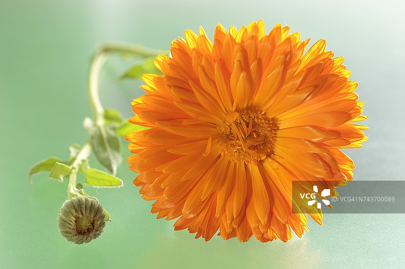 金盏花和花蕾图片素材