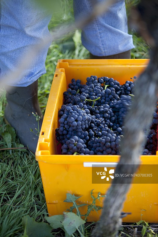 黄色板条箱中的新鲜黑皮诺葡萄图片素材