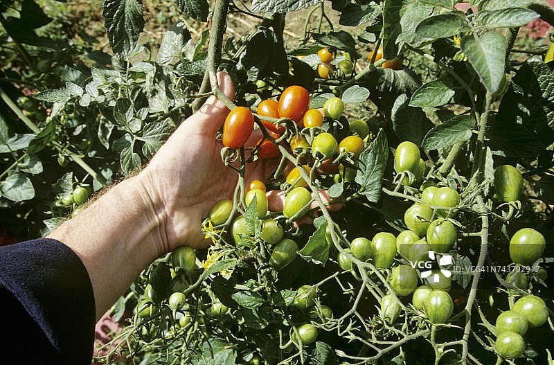 手工检查藤上樱桃番茄图片素材