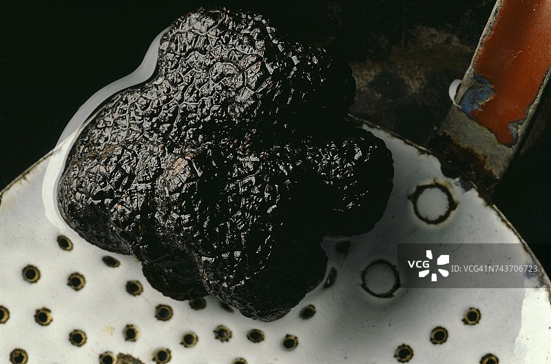 黑松露图片素材