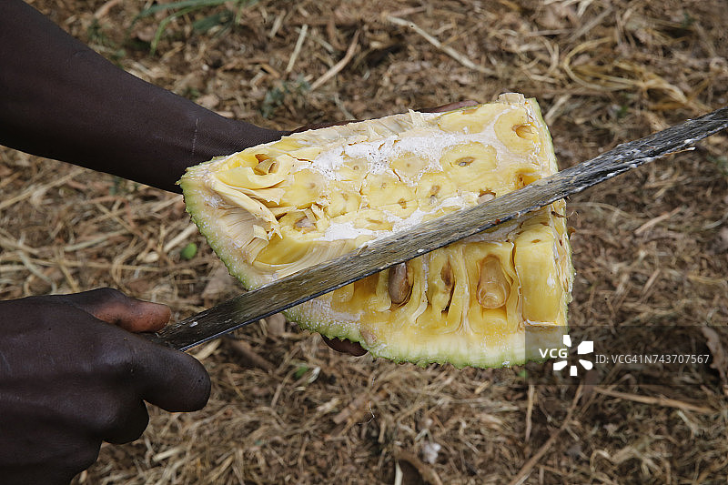 男人切菠萝蜜，乌干达图片素材