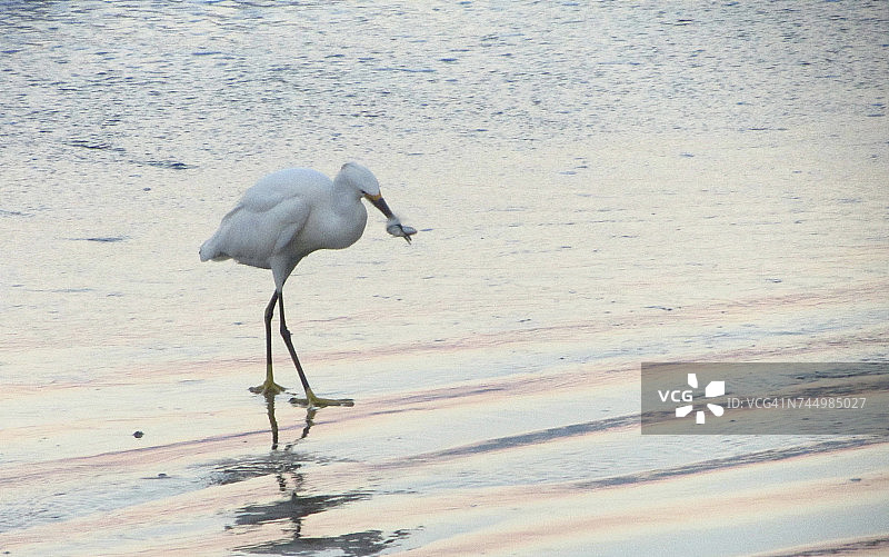 水生动物图片素材