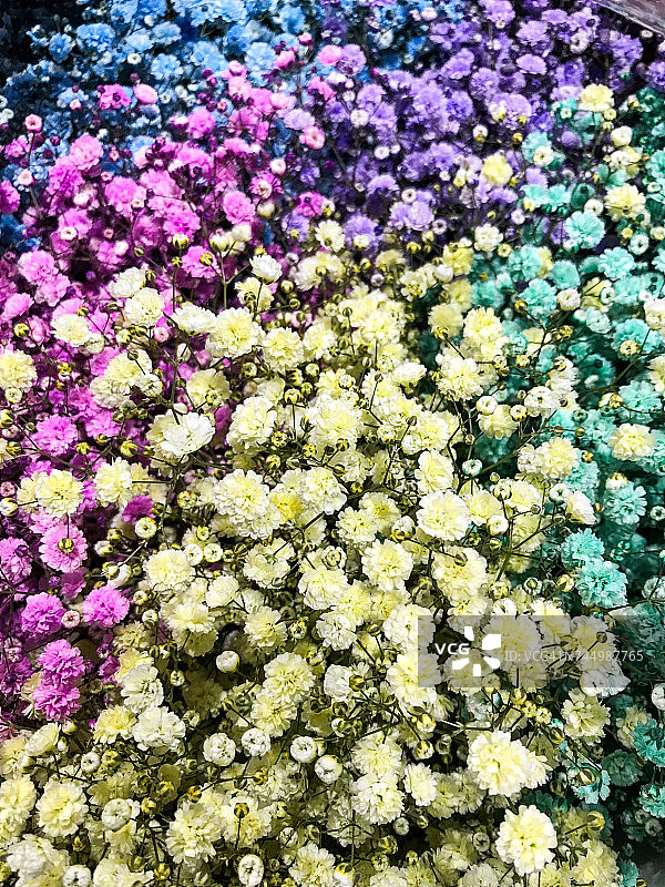 花交付图片素材