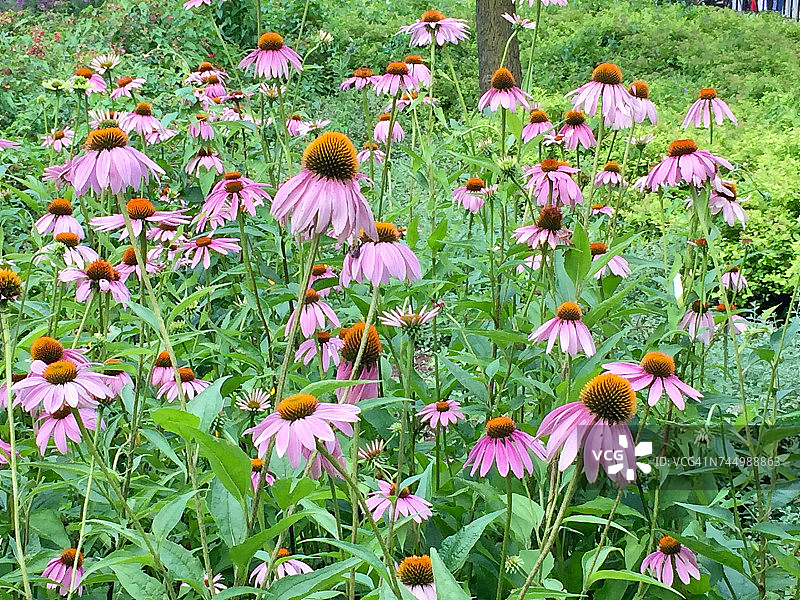 柔和的颜色图片素材