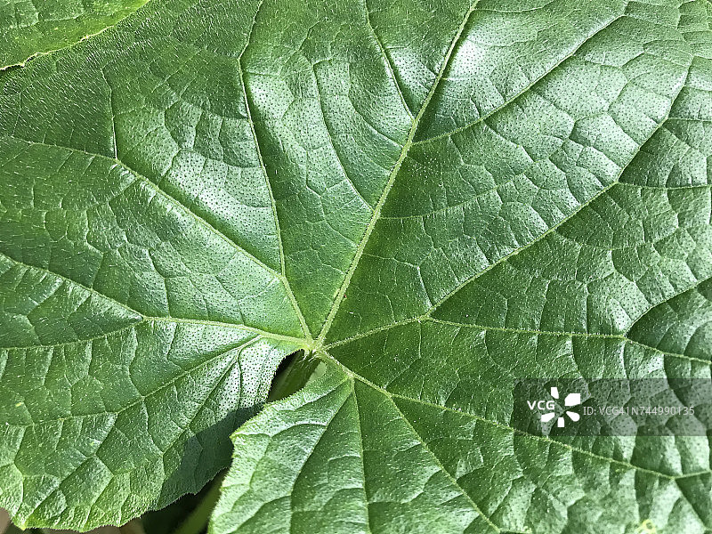 单色的颜色图片素材