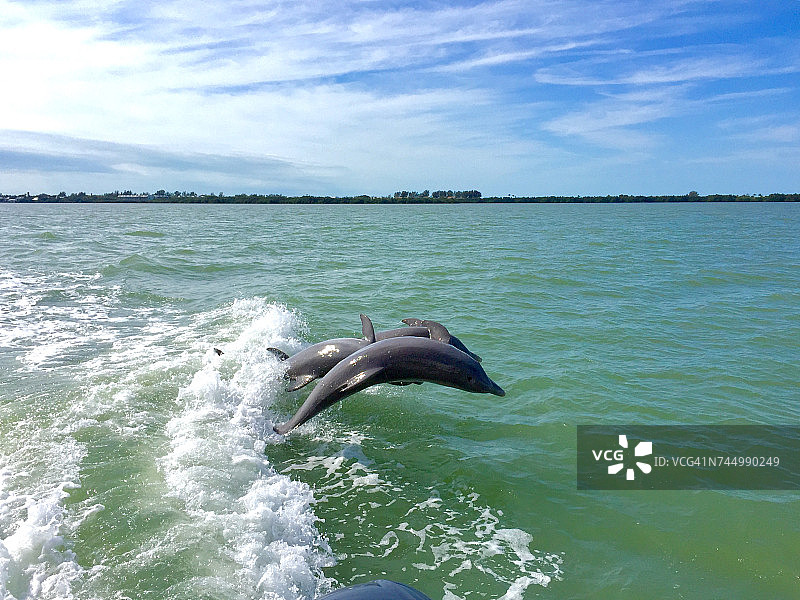 水生动物图片素材