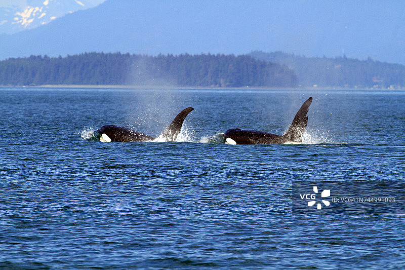 水生动物图片素材