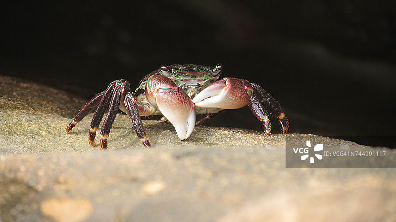 水生动物图片素材