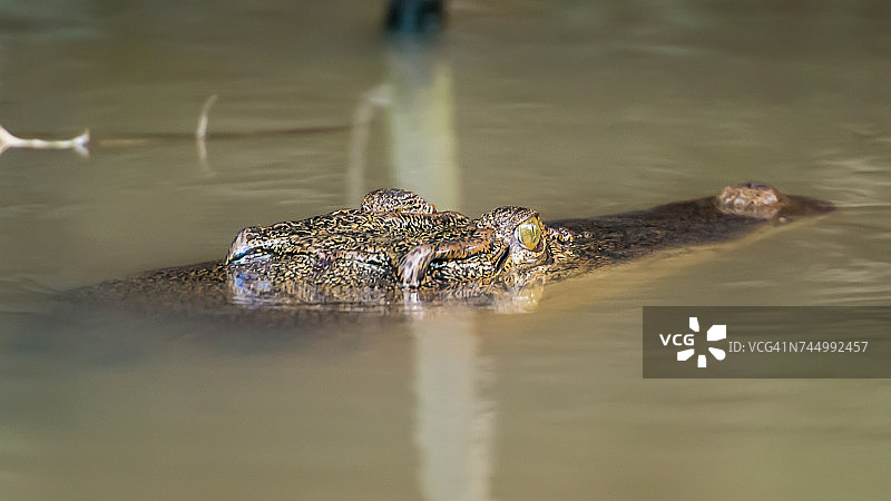 水生动物图片素材