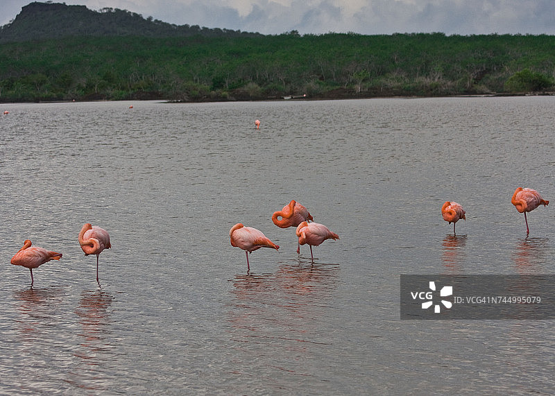 水生动物图片素材