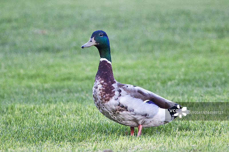 水生动物图片素材