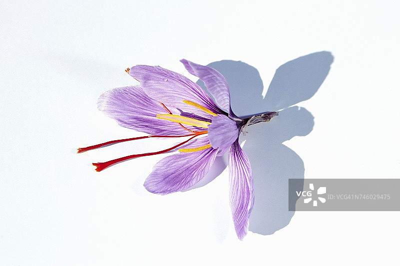 番红花图片素材