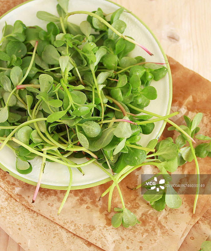 一盘新鲜的马齿苋图片素材