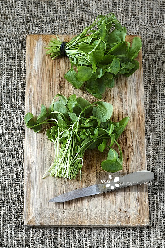 两束马齿苋图片素材