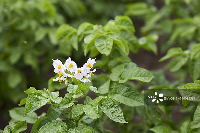 田野里盛开的马铃薯图片素材