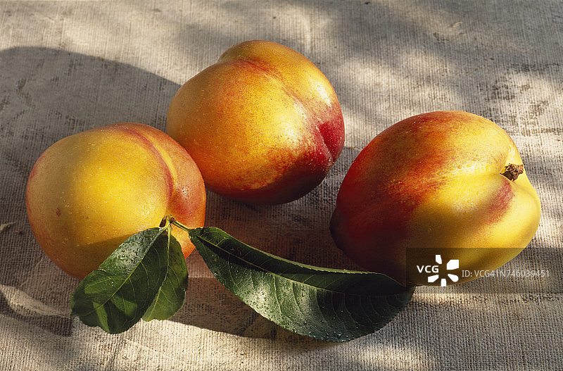 油桃（伦特雷斯花园主题）图片素材