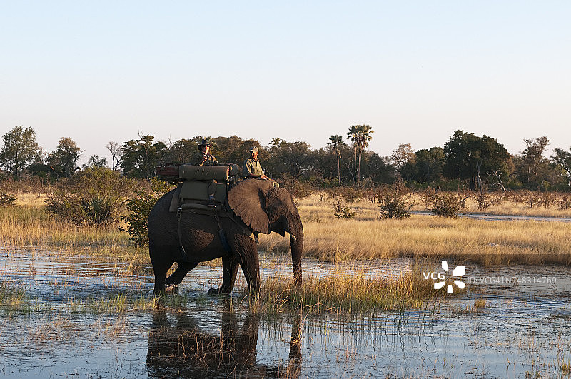 博茨瓦纳奥卡万戈三角洲阿布营地的大象背部旅行图片素材