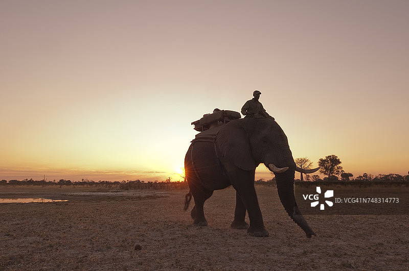 博茨瓦纳奥卡万戈三角洲阿布营地的大象背部旅行图片素材