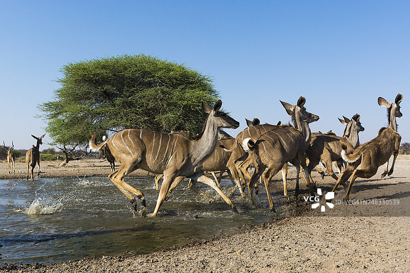 非洲博茨瓦纳卡拉哈里，大捻角羚奔离水坑图片素材