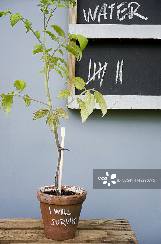 附带提示的盆栽番茄图片素材