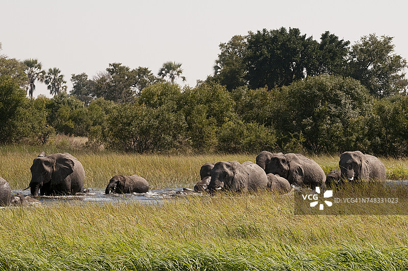 博茨瓦纳奥卡万戈三角洲的非洲象图片素材