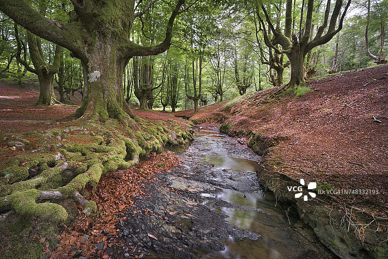 西班牙巴斯克地区：戈尔贝亚自然公园奥查雷塔森林图片素材