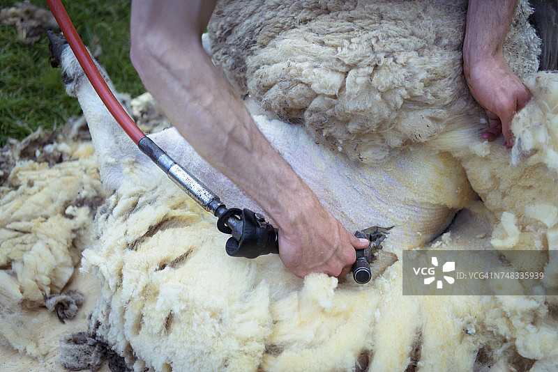 剪羊毛工人用剪刀给羊剪羊毛特写图片素材