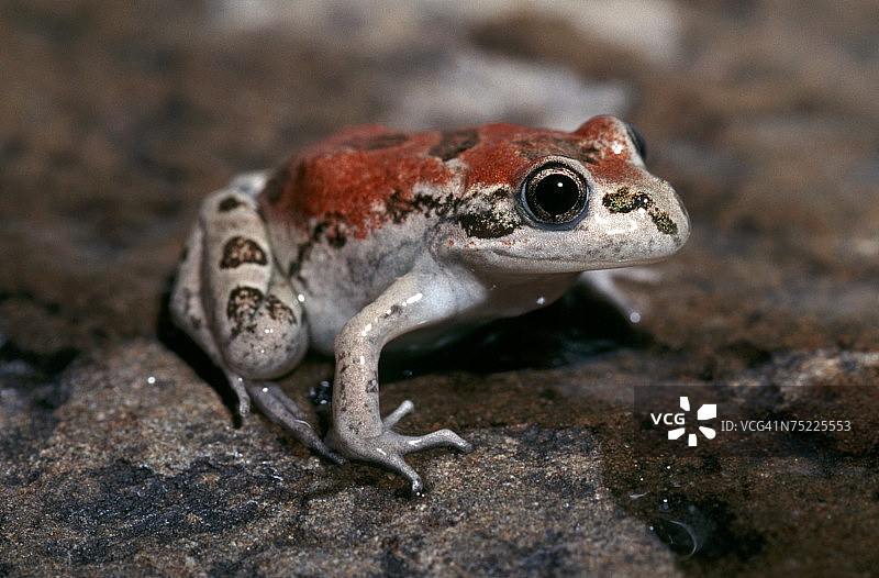 澳大利亚维多利亚州两栖动物研究中心图片素材