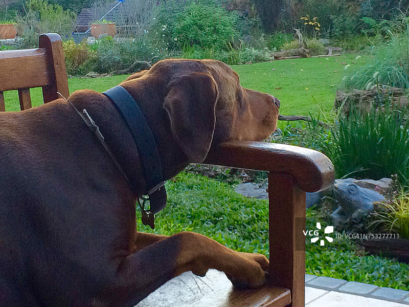 沉睡的宠物图片素材