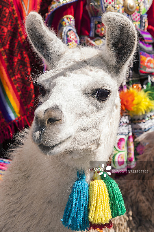 白色美洲驼（Lama glama）肖像：佩戴彩色流苏，看向镜头，位于秘鲁库斯科省库斯科市图片素材