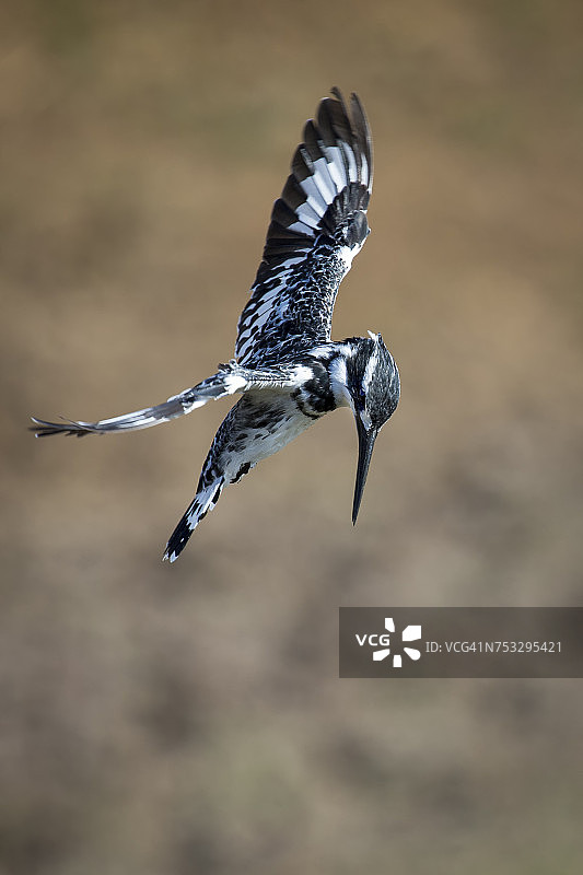斑鱼狗（Ceryle rudis）在南非比兰斯堡国家公园飞行捕鱼图片素材
